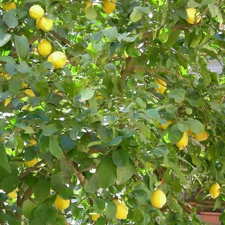 Szálloda Astoria Garden Róma